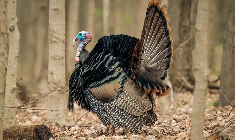 Symbolism of Turkey Animal