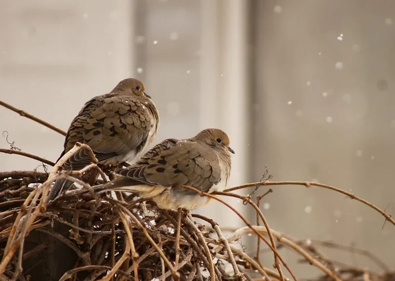 Symbolism of a mourning dove