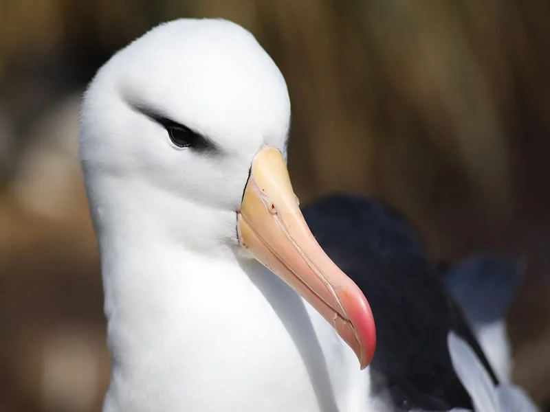 The Albatross symbolism Meaning