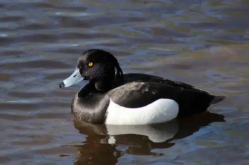 The meaning of black duck in water