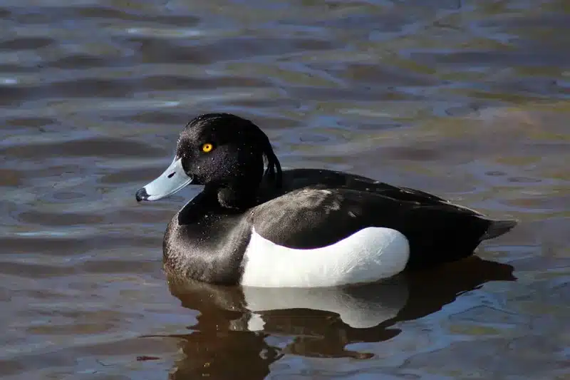 Duck Spiritual Meaning and Symbolism: Totem and Spirit Animal 2 The meaning of black duck in water