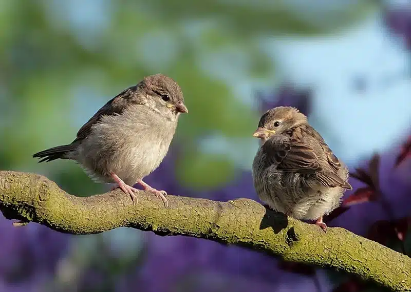 The meaning of sparrow symbolism