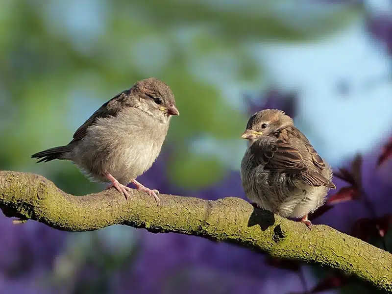 The meaning of sparrow symbolism