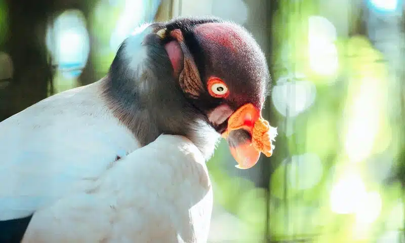 Totem and Spirit Animal of Condor