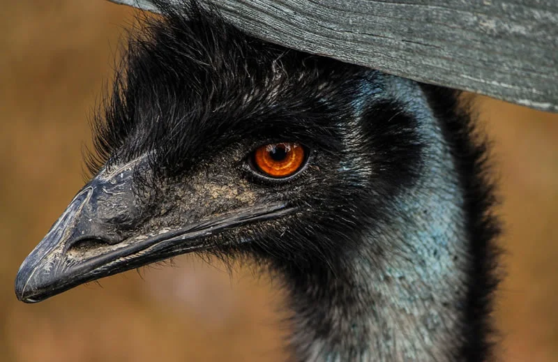 Totem animal of black Emu