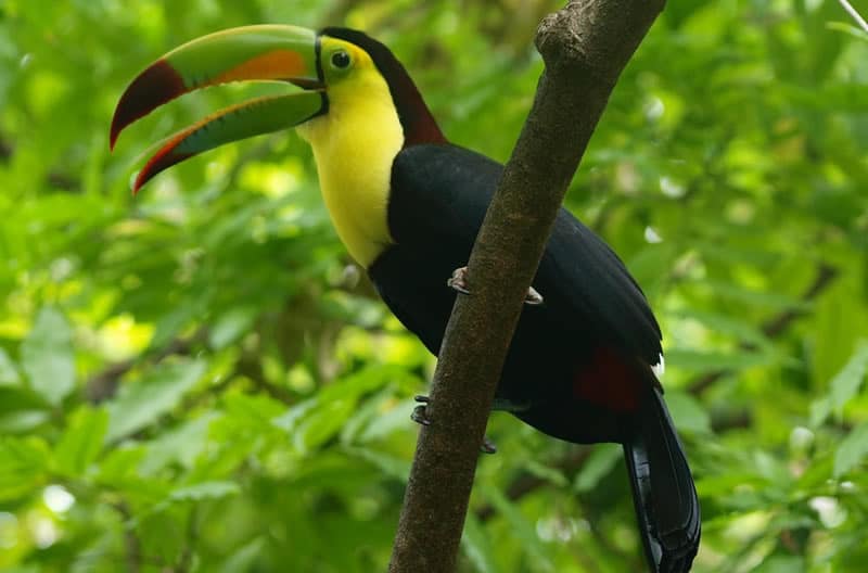 What Toucan Symbolism represent