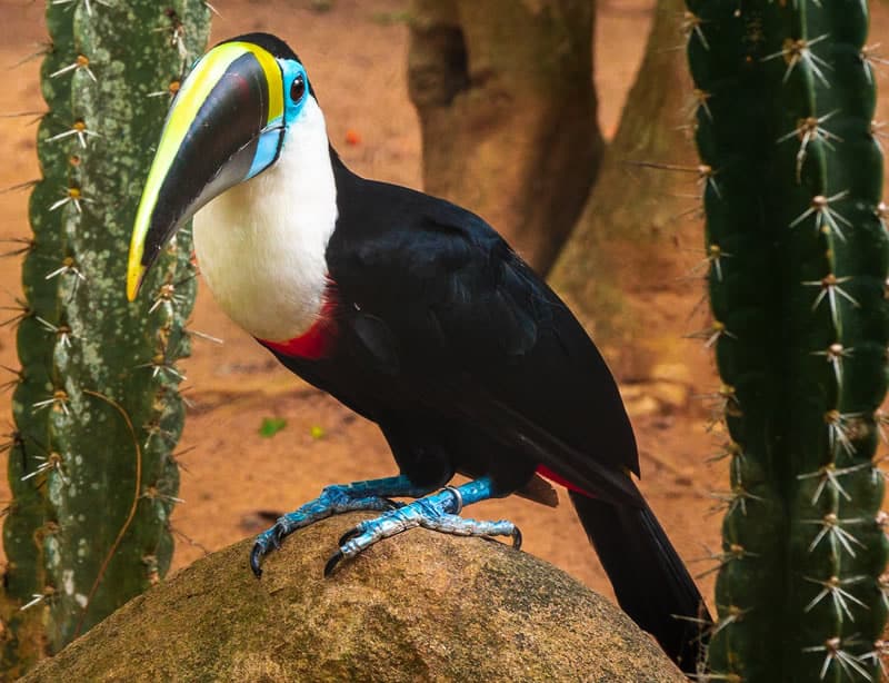 Toucan Symbolism Meaning: Spirit Animal, Totem, and Tattoo 2 Toucan spiritual meaning and interpretation