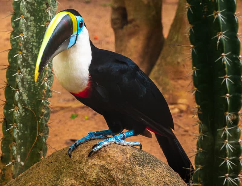 Toucan spiritual meaning and interpretation