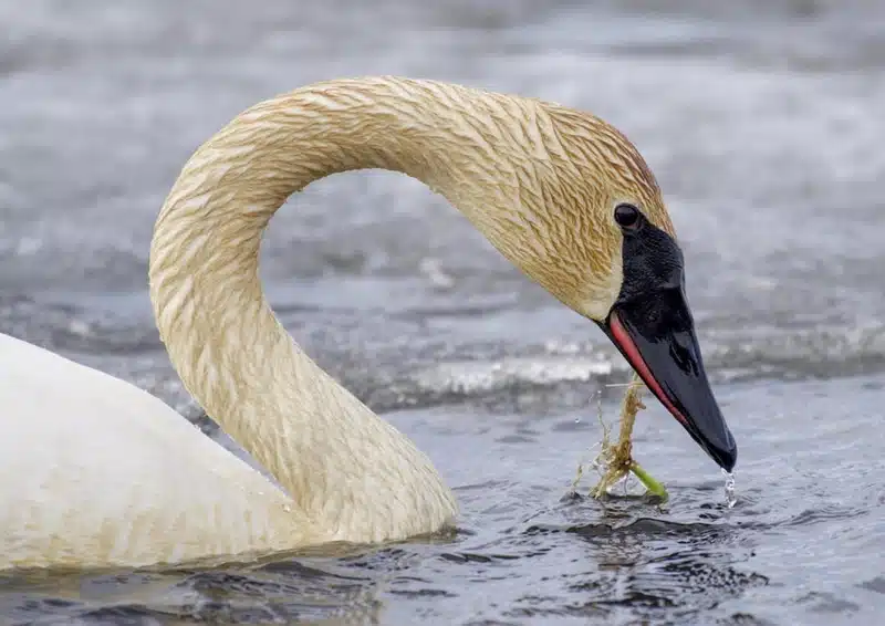 Trumpeter swan symbolism