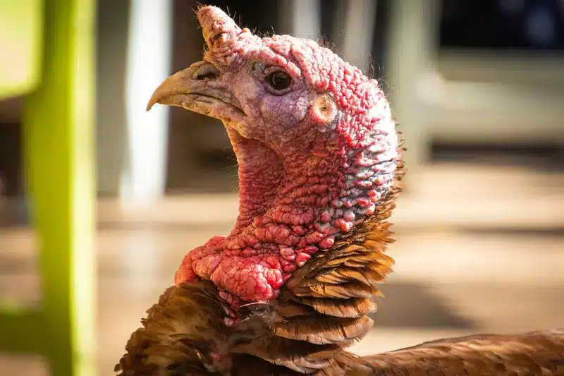 Turkey Symbolism: 5 Spiritual Meanings of a Turkey Bird 3 Turkey spiritual meaning