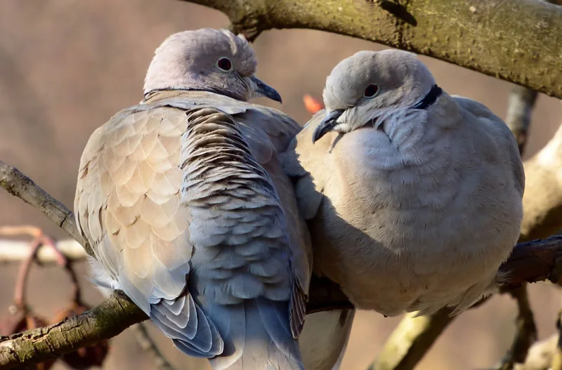 Turtle dove symbolism and meaning