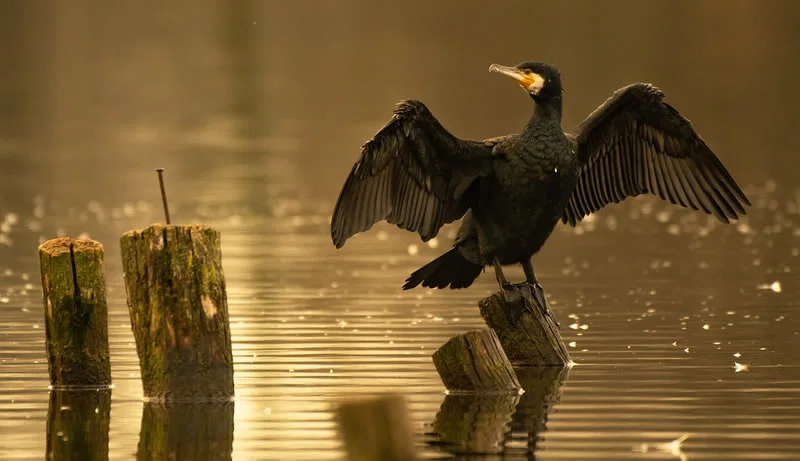 Cormorant Symbolism and Spiritual Meaning 1