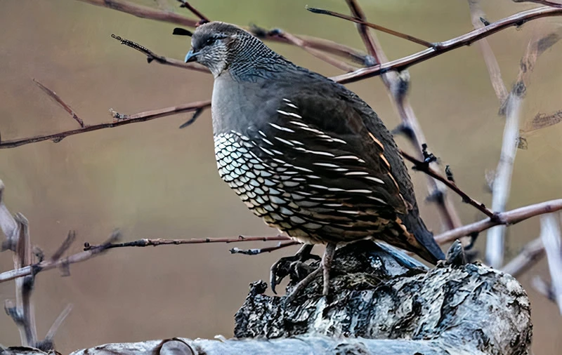 What does the quail symbolize in the Bible