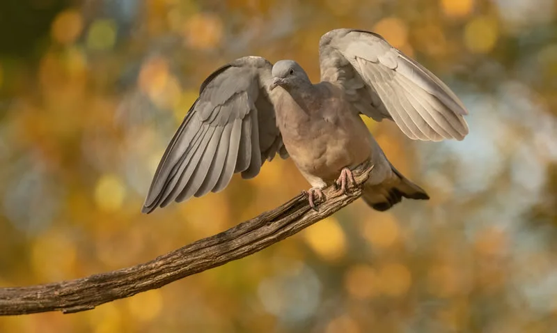 Turtle Dove Symbolism: Love, Peace, and Symbol of Friendship 4 When a turtle dove visits you