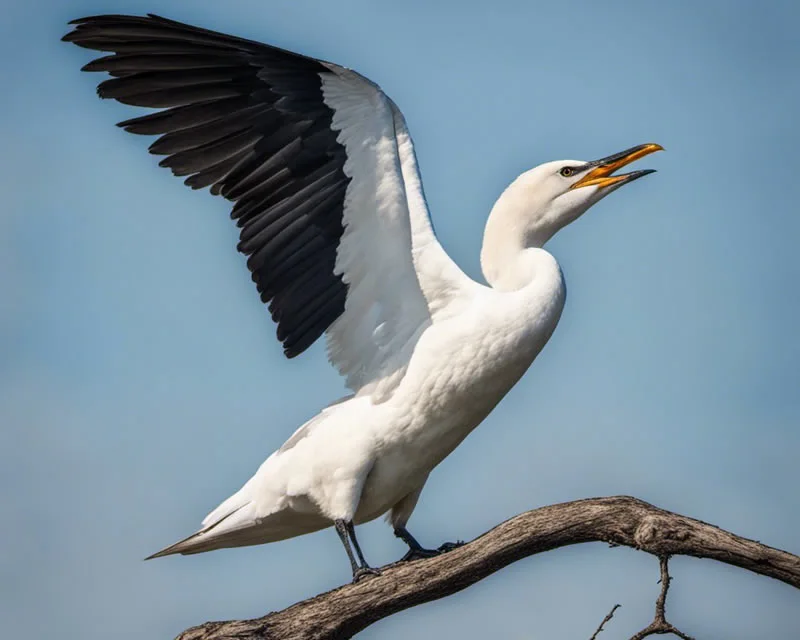 White Double Crested Cormorant