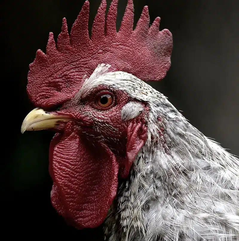 Chicken Symbolism: Exploring Its Spiritual Meaning 3 about chicken spiritual meaning
