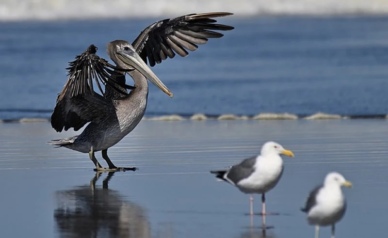 brown and black pelican in bible