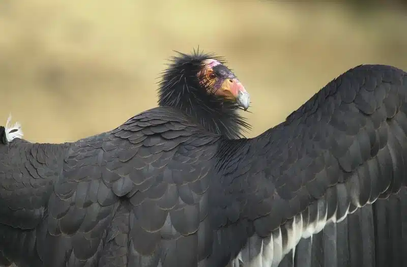 californian condor