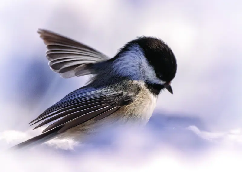 chickadee in dreams