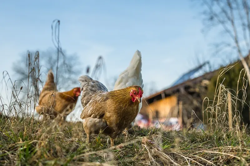 chicken symbolism meaning