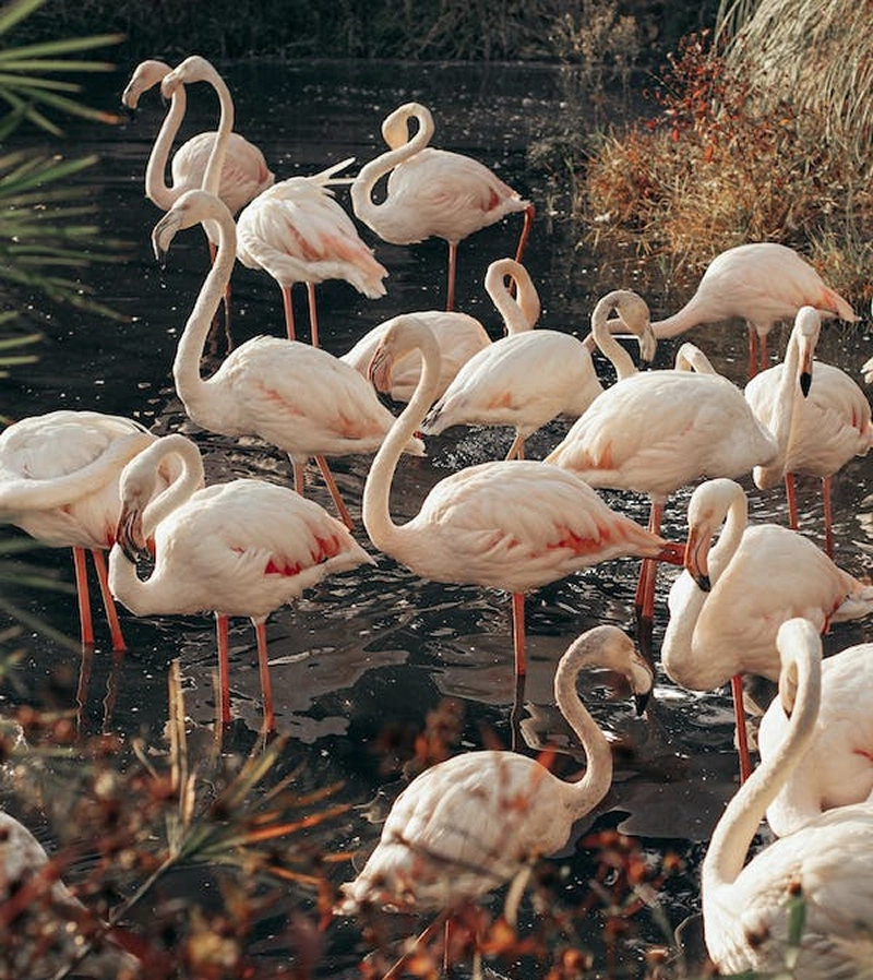dreams about flamingos