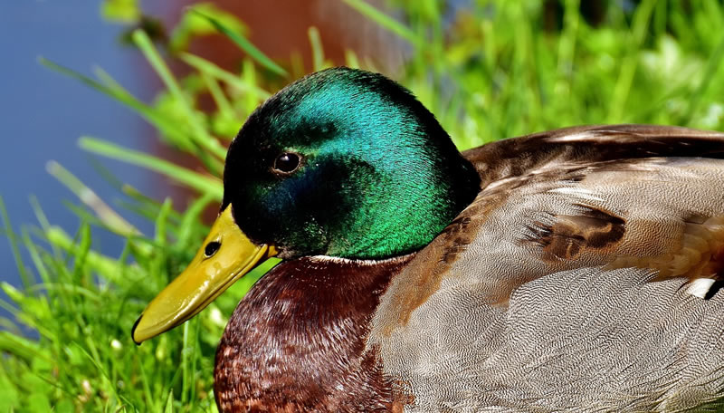 duck mallard