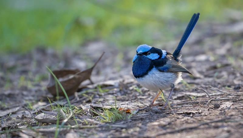 fairy wren outside the house