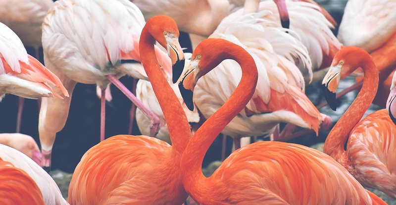 flamingo symbolism