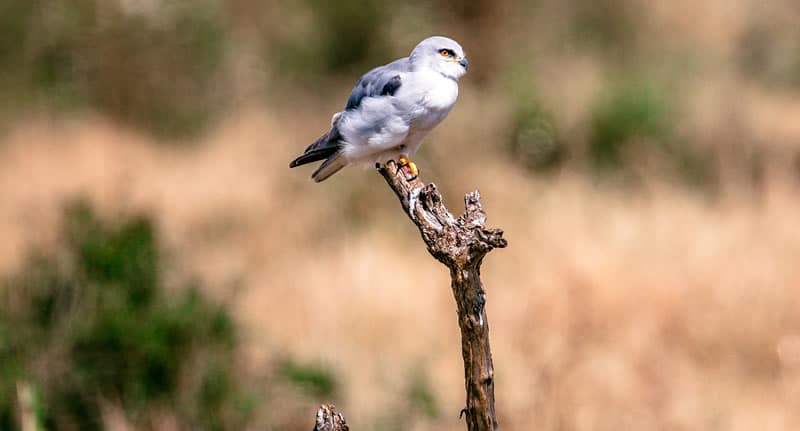 kite bird spiritual meaning