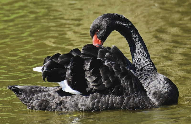 mistery and transformation of black dark swan