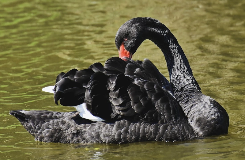 Black Swan Symbolism: 5 Meanings & Messages 2 mistery and transformation of black dark swan