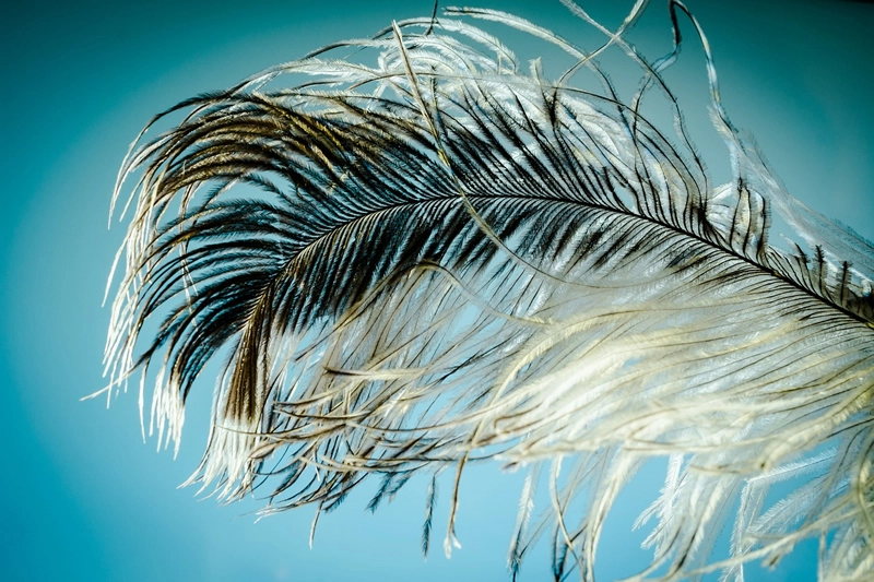 ostrich feather meaning