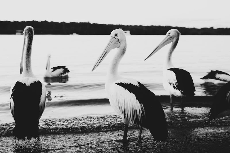 Pelican Symbolism: 5 Spiritual Meanings Defined 5 pelican spirit animal