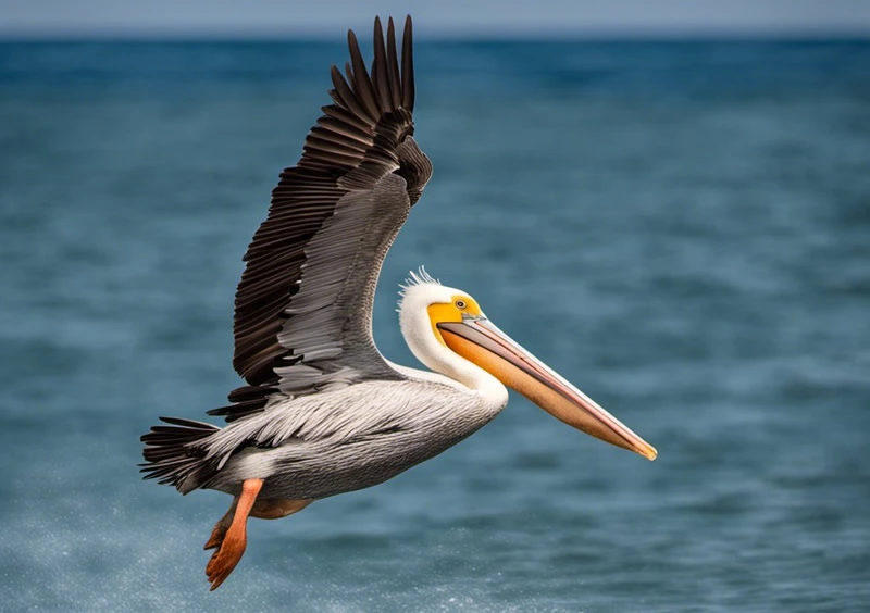 Pelican Symbolism: 5 Spiritual Meanings Defined 1 pelican symbolism meaning