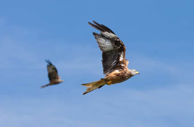 red kite flying