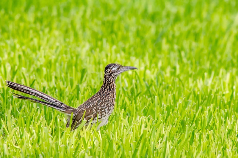 roadrunner symbolism in the usa