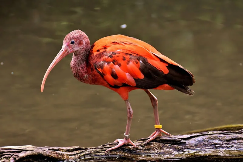 scarlet ibis symbolism and meaning
