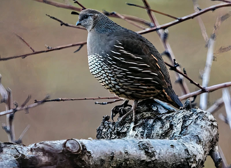 spirit animal as a Quail