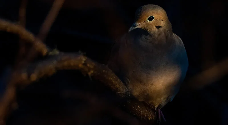 spirit animal mourning dove