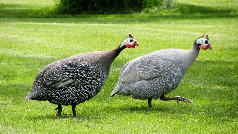 spiritual meaning of Guinea Fowl