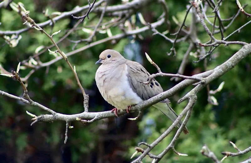 spiritual meaning of mourning dove