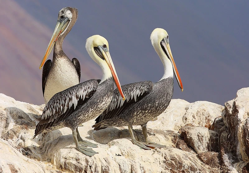 spiritual meaning of pelicans