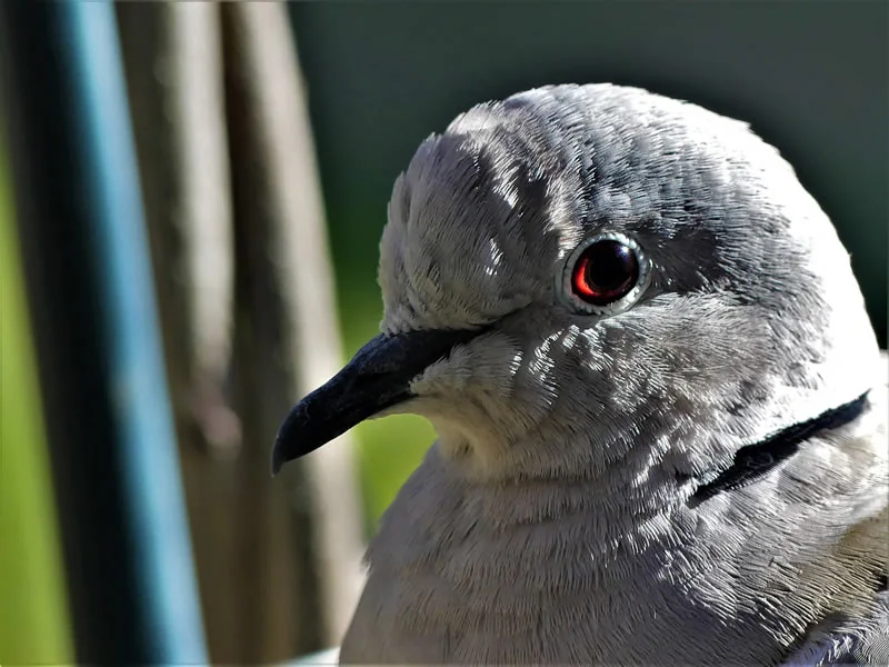 spiritual meaning of turtle dove