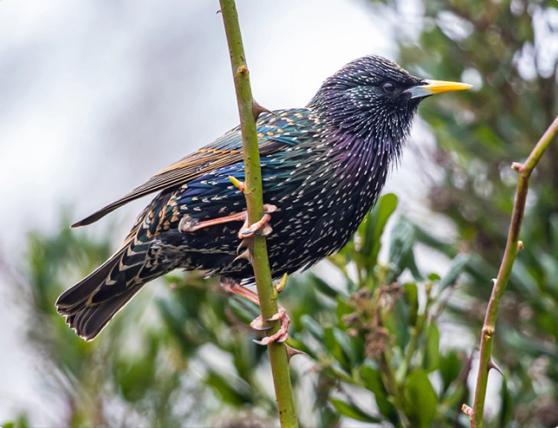 starling in the bible