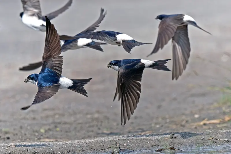 swallow birds as spirit animals