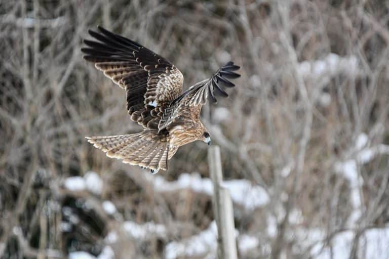 Kite Symbolism And Meaning Tattoo, Spirit Animal