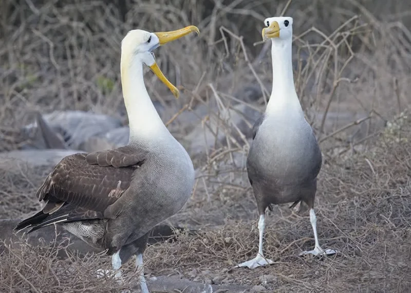 symbolism of albatross
