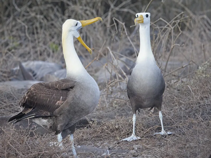 symbolism of albatross