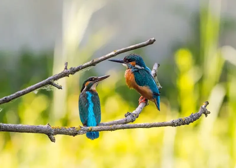 symbolism of kingfisher