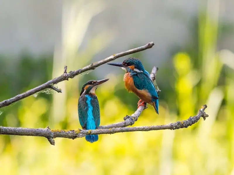 symbolism of kingfisher